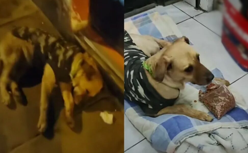 Hombre rescató a perrito que fue abandonado en la calle (VIDEO)