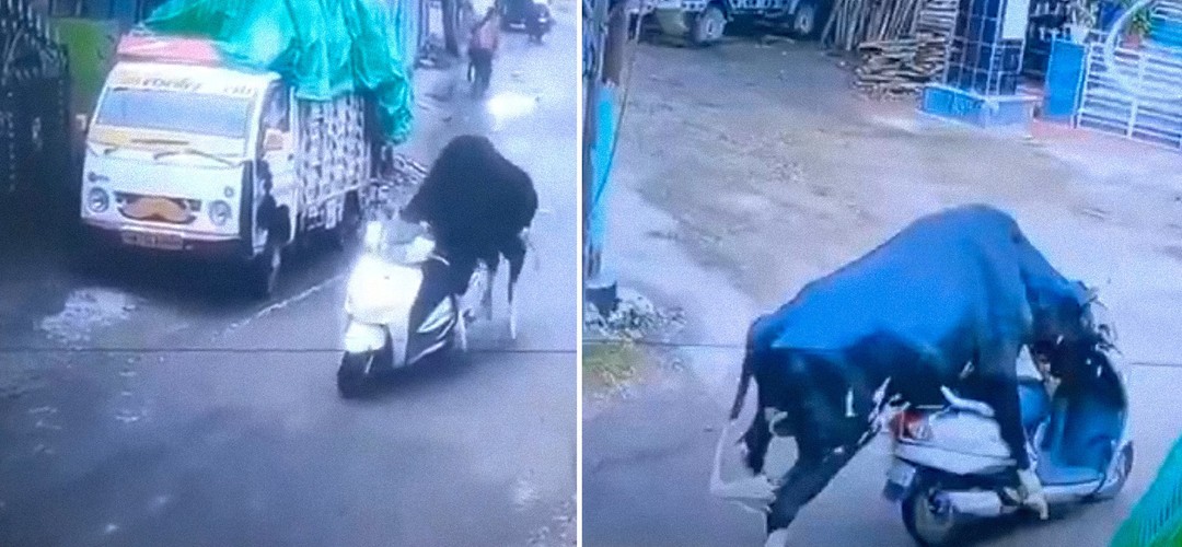 Insólito: Toro escapa tras ‘robar’ una moto en la India (VIDEO)