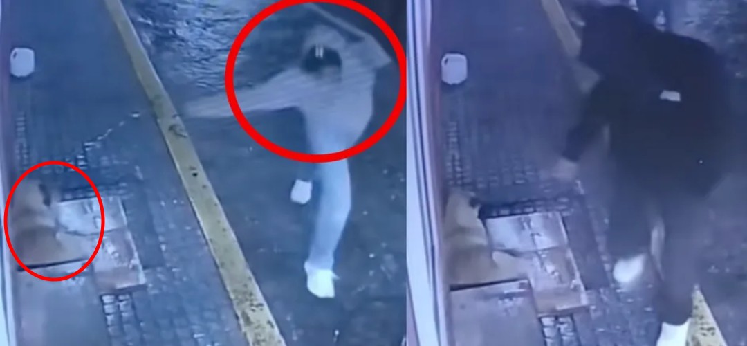 Hombre ataca a perrito con una botella mientras se resguardaba de la lluvia (VIDEO)