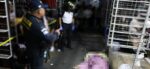 Hombre fallece al ser acribillado a tiros dentro del mercado El Guarda