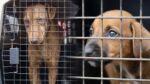 Con problemas de piel y sin supervisión: así fueron encontrados 13 perros rescatados por la UBA