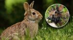 ¿Conejos con tentáculos? Así lucen los animales que despiertan temor en Estados Unidos