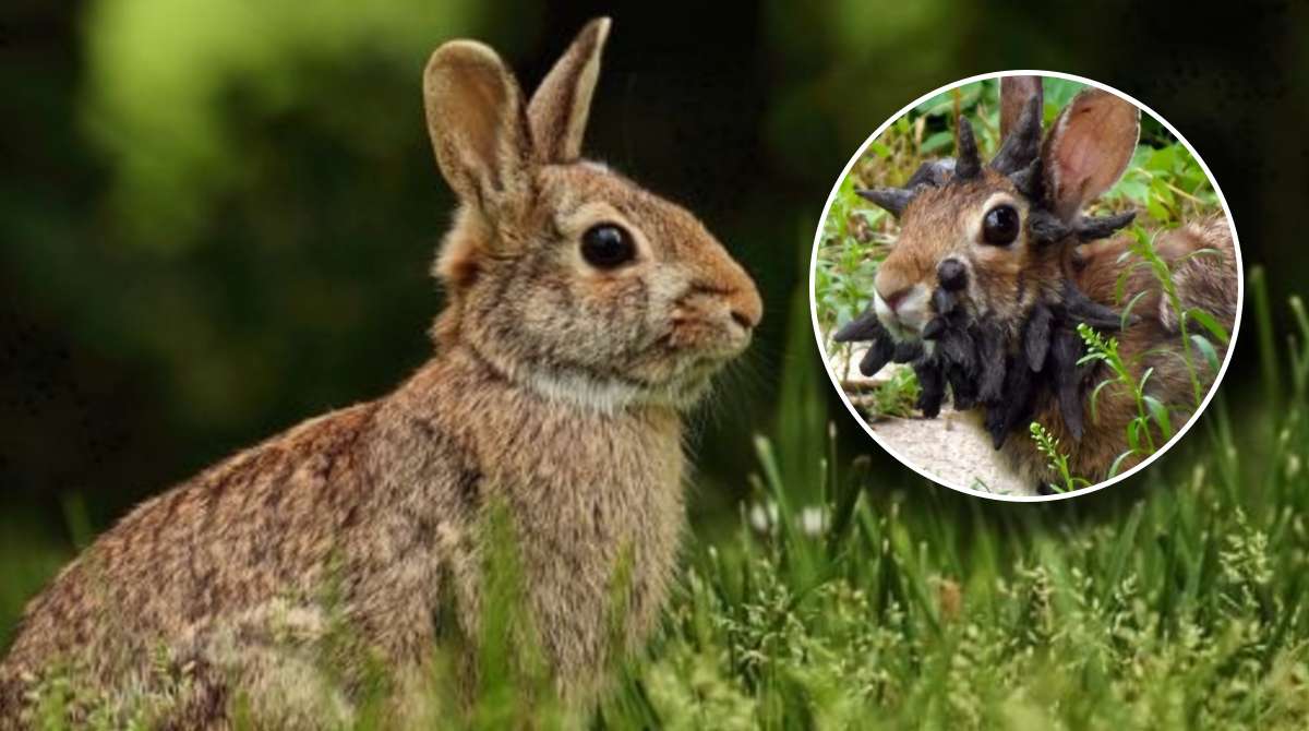 ¿Conejos con tentáculos? Así lucen los animales que despiertan temor en Estados Unidos
