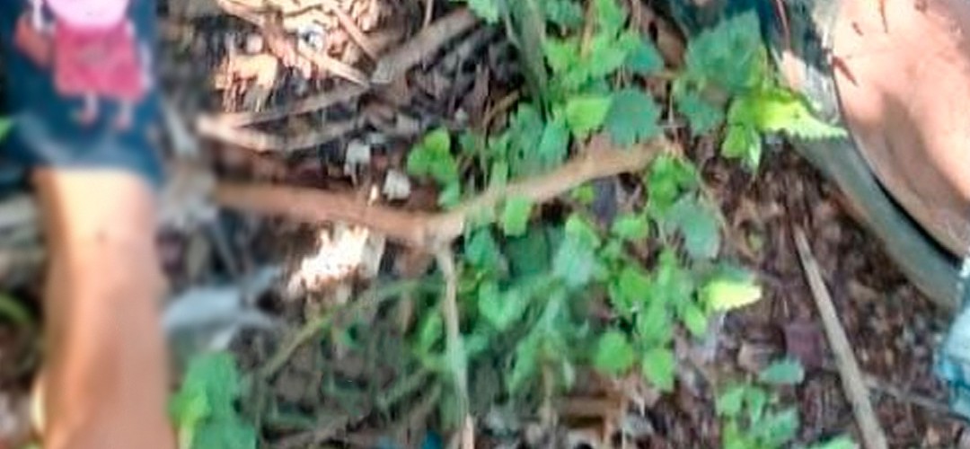 Tragedia en Alta Verapaz: Niña pierde la vida al caer en fosa séptica