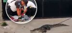 Cocodrilo sorprende a vecinos tras recorrer las calles de Petén