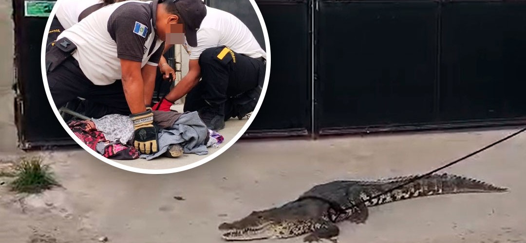 Cocodrilo sorprende a vecinos tras recorrer las calles de Petén