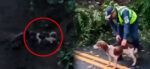 Rescatan a perrito tras deslave en la ruta a Boca del Monte (VIDEO)