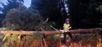 Precaución: Caída de árbol afecta el paso en la Ruta Interamericana