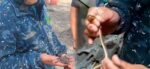Hallan cría de cocodrilo y serpiente en una vivienda de Mixco