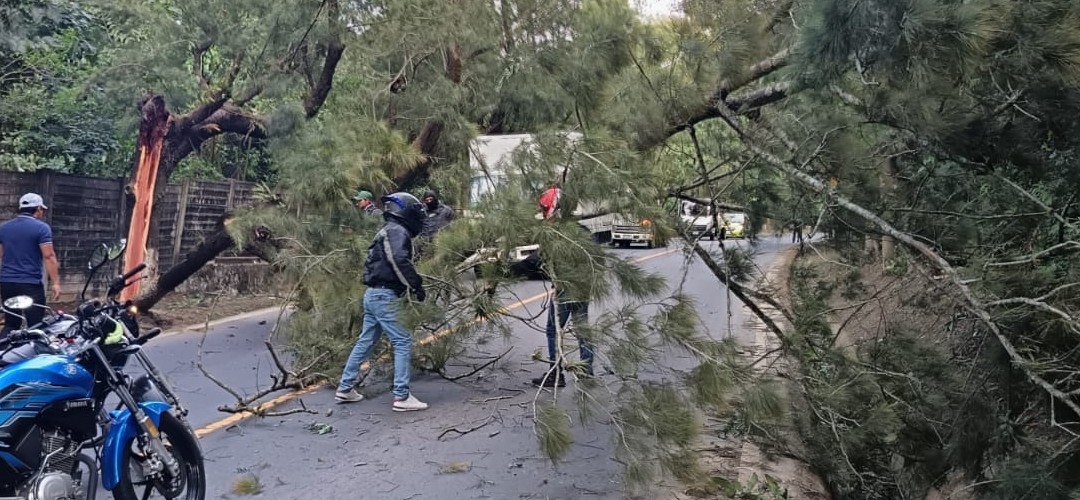 Precaución: Árbol bloquea el paso en Fraijanes  