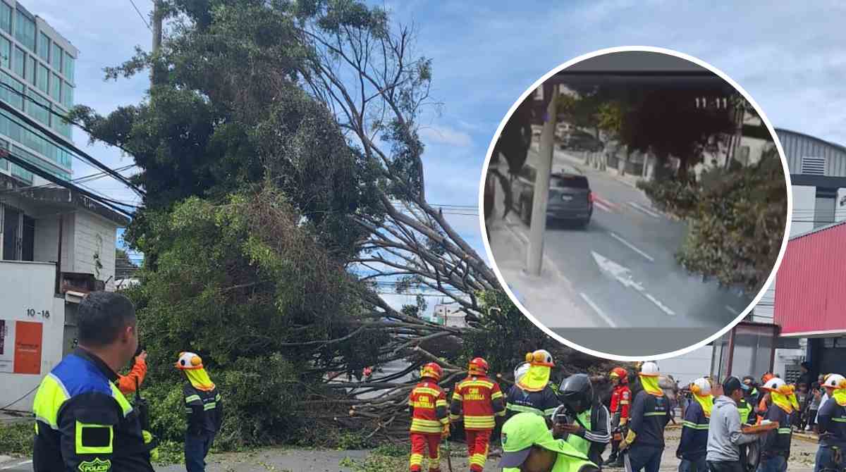 Captan el momento en que un árbol se desploma sobre vehículo en zona 10 (VIDEO)