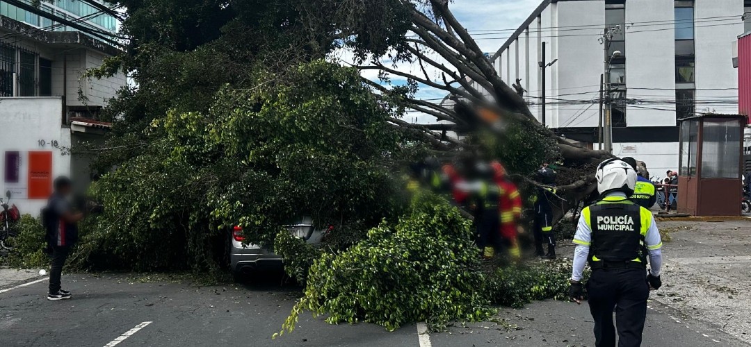Vehículo queda atrapado tras la caída de árbol en zona 10 (VIDEO)