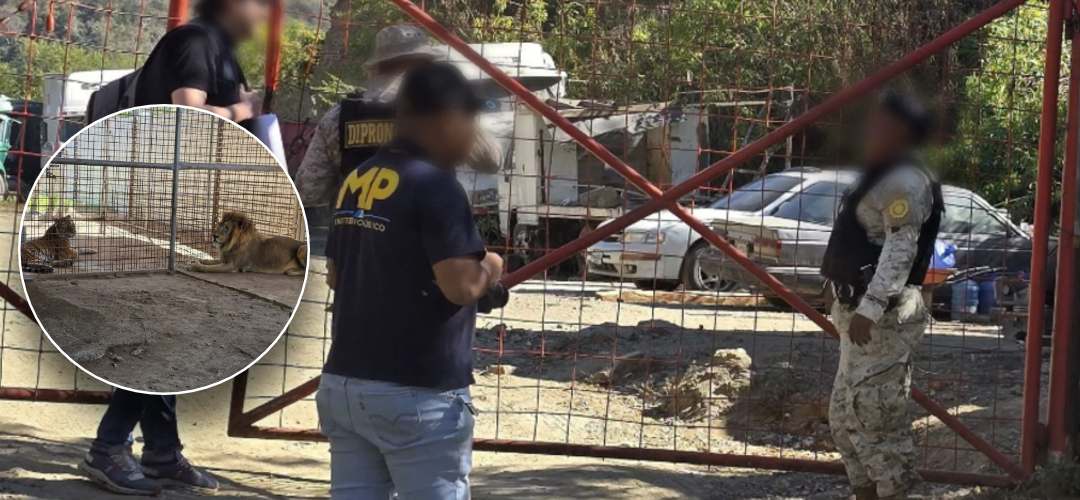 Allanamiento en El Progreso deja al descubierto tenencia ilegal de animales salvajes