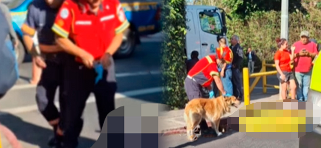 Tragedia en la zona 8: Salió con su perrito y perdió la vida