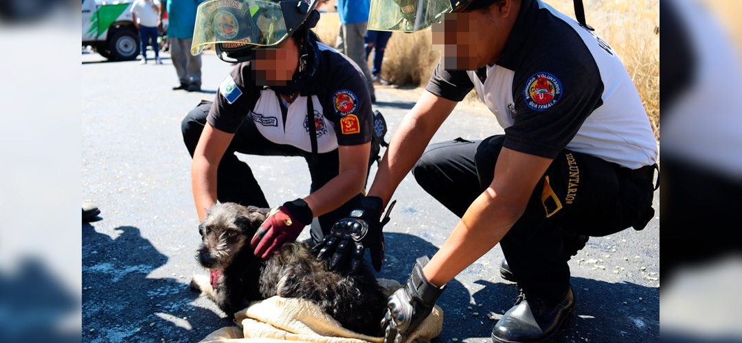 Perrito se salva tras accidente en Carretera a El Salvador