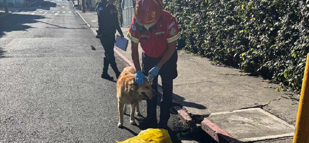 Identifican a hombre que murió al salir con su perrito en zona 8