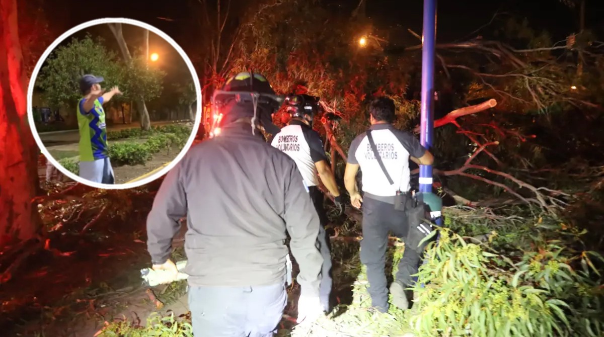 Video muestra el momento en que cae un árbol en Plaza El Güipil zona 3