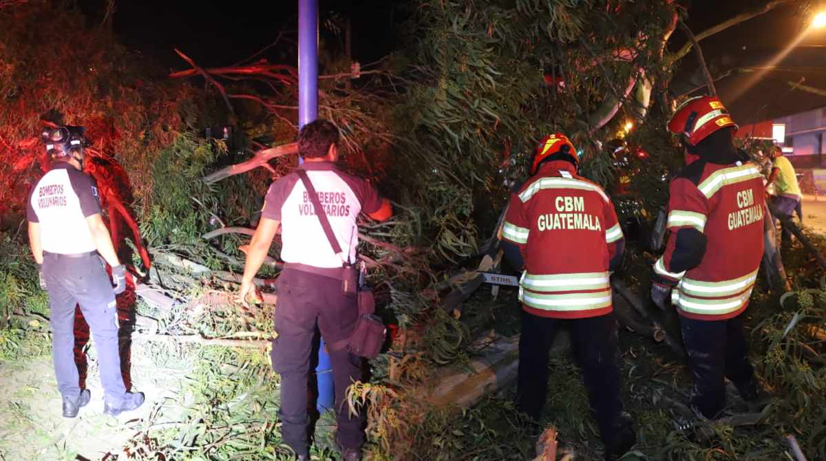 ¡Estremecedor! Árbol de eucalipto cae sobre área deportiva en zona 3 y alcanza a varias personas